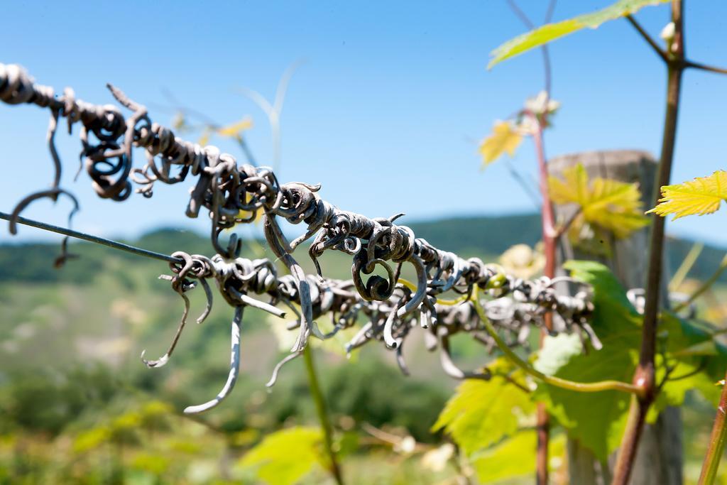 Pension Und Weingut Moselblick Brauneberg Kültér fotó