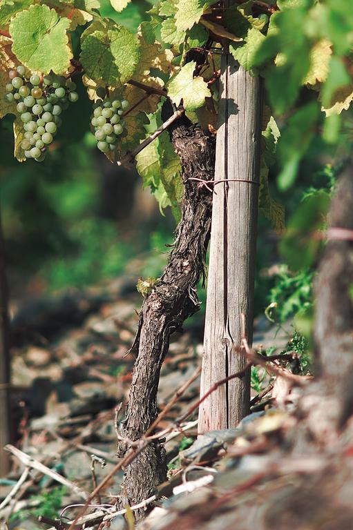 Pension Und Weingut Moselblick Brauneberg Kültér fotó